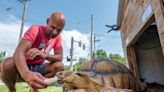 Meet Brookside’s beloved neighborhood celebrity: a huge tortoise named Tyrion