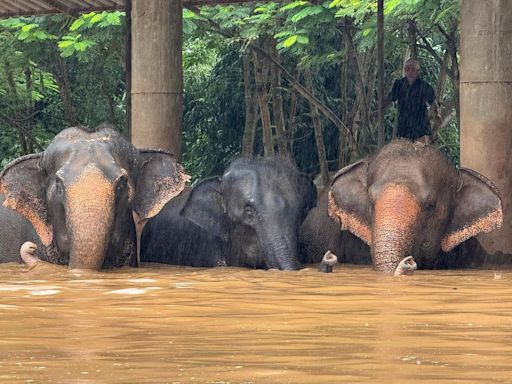 Two rescued elephants drown after flooding at popular Thailand sanctuary