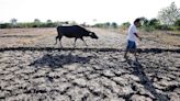 El Niño farm damage hits P5.9 billion - BusinessWorld Online