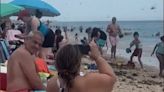 Video: Dragonfly swarm fills the sky like a ‘black cloud’ at a Rhode Island beach