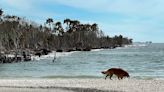 A paws-itive for your pups! Here are some dog-friendly parks, restaurants, beaches in SWFL