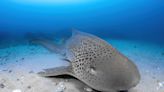 Birch Aquarium to host shark activities this summer