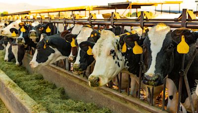 Bird flu spread to cows takes 'dangerous' step towards infecting humans through respiration, scientists warn