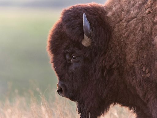 Careless couple corner bison in Yellowstone National Park, demonstrating perfectly how not to photograph wildlife