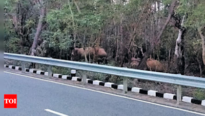 Wild tuskers herd movement close to the ghat road creates panic at Tirumala | Vijayawada News - Times of India