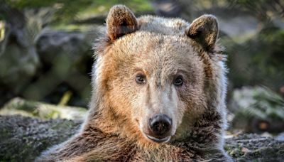 Bear suffering seizures to have brain surgery