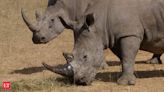 Horns of rhinos implanted with radioactive chips as new measure, but against what?