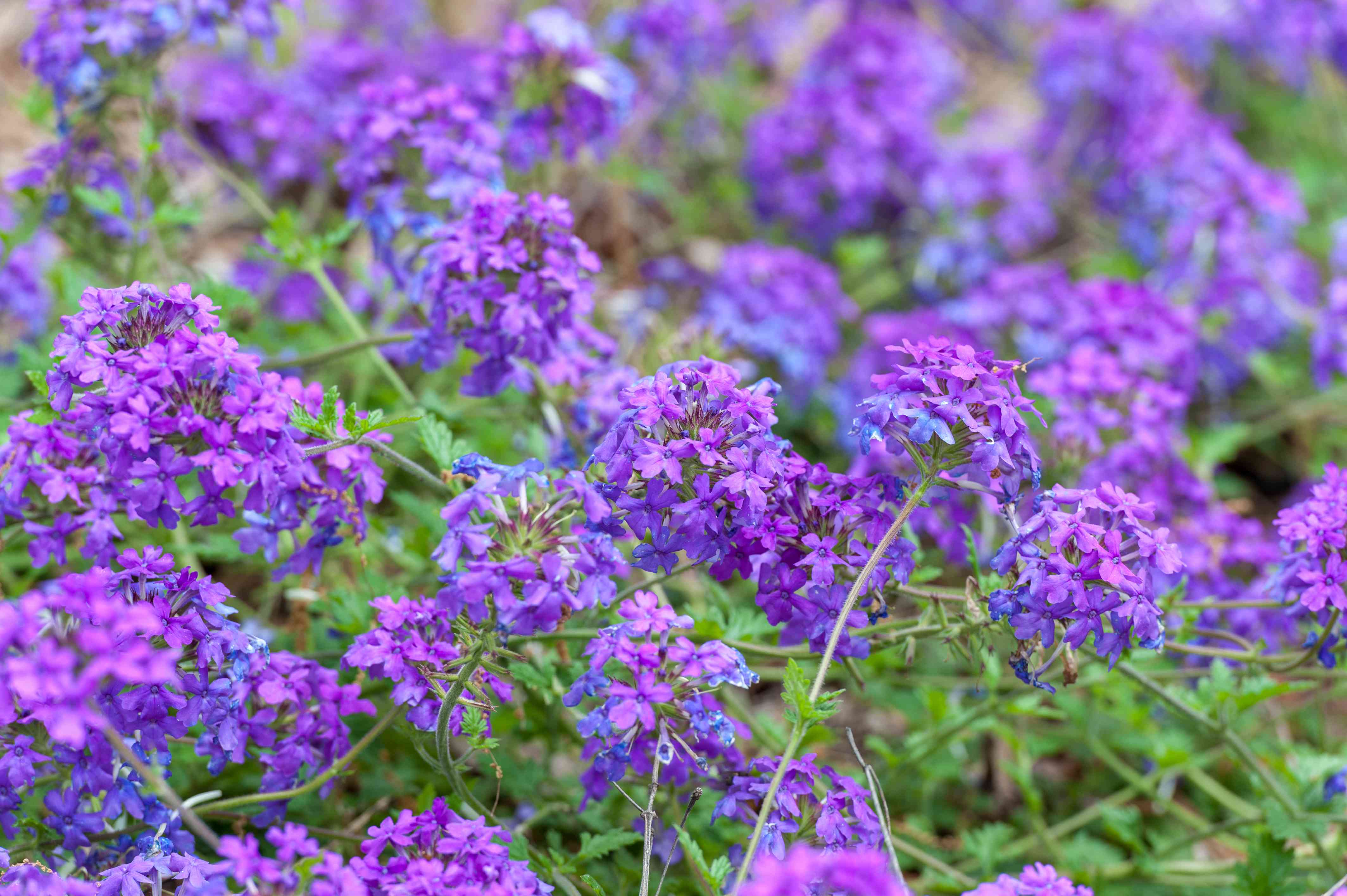 10 Fast-Growing Perennials to Plant in Your Garden