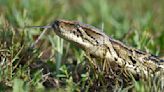 Florida to host invasive python hunting competition in August