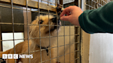 Dog rescue sector 'at breaking point' Kidsgrove charity says
