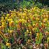 Darlingtonia State Natural Site