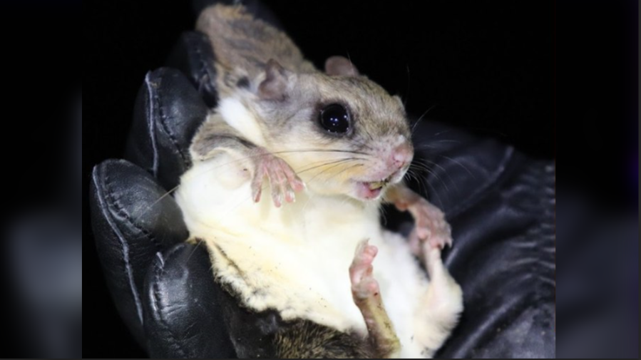 Biologists studying elusive Kansas flying squirrels make surprising discovery