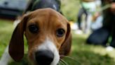 Beagles rescued from breeding facility for medical experiments go to foster care in Athens