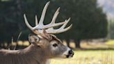 When are Michigan fall hunting seasons for deer, other game in 2023? Look them up here.