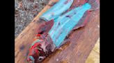 Angler lands fish with vivid blue flesh – would you try it?