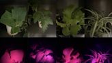 Scientists use 'leaf glow' to understand changing climate