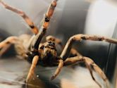 Wolf spider