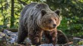 Woman rolls down window for closeup photo of bear, gets bitten