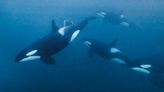 ¿Diversión o instinto? Científicos revelan misterio de ataque de orcas a embarcaciones