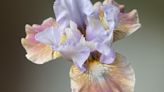 A WA flower farmer offers tips for growing bearded iris in your garden