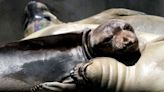 What's killing hundreds of sea lions and dozens of dolphins along the Southern California coast?