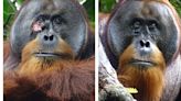 Un orangután logra curarse solo con una planta medicinal