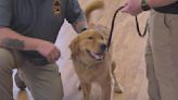 Pittsburgh firefighters union gets service dog