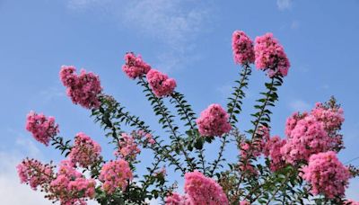 Hardiness, hotter summers helping colorful crape myrtles find homes here | HeraldNet.com