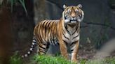 Wild tiger numbers are up by 40 percent globally