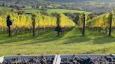 British sauvignon blanc wine from Gloucestershire vineyard named one of the 'best in the world'