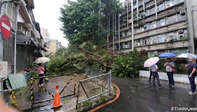 快訊／北科大路樹突倒塌！ 一學生路過遭壓傷、車慘被壓毀