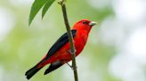 Consider making your yard a friendly respite for migrating birds