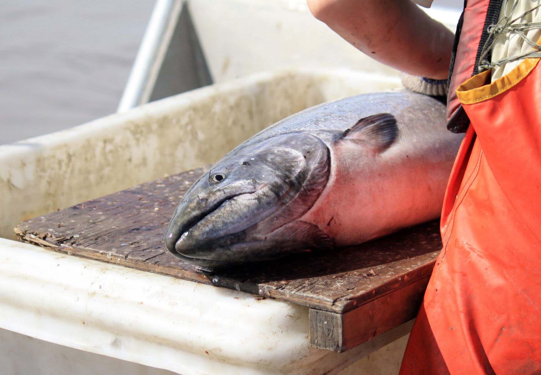 Delegation voices opposition to listing king salmon as endangered