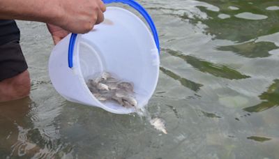 宜蘭南方澳豆腐岬1.6萬尾真鯛魚苗入海 豐富多樣性