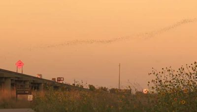 'It's mesmerizing': Hundreds of thousands of bats fly out from underneath Yolo Causeway