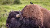 Yellowstone National Park releases record of decision for new bison management plan