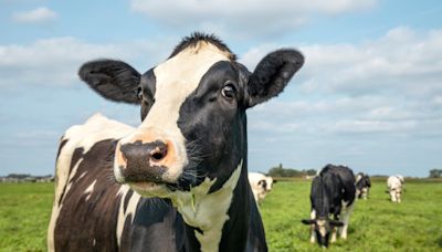 Sweet Ways Sanctuary Cows Show They’re Happy Are Warming People’s Hearts