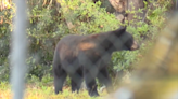 Black bear caught on camera walking around near downtown Fort Myers - WSVN 7News | Miami News, Weather, Sports | Fort Lauderdale