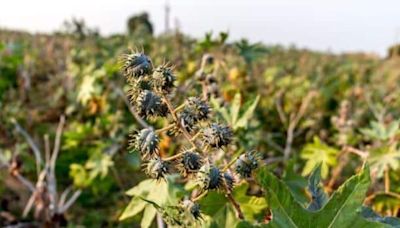 Textiles ministry plans to use castor plant for silk production to create jobs, reduce imports | Today News