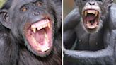 'Face-eating' baby-killing chimp 'Saddam' haunted village and 'caught children'