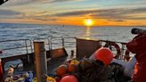 Humpback whale entangled in 800kg of fishing equipment freed in Australia