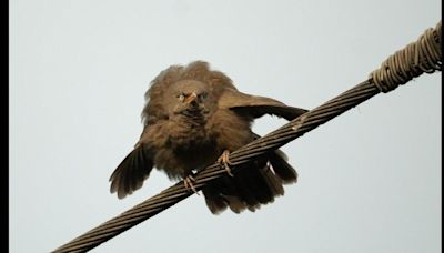 Angry birds: the jungle babbler edition