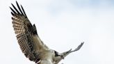 Ospreys: The iconic raptors of our waterways return each spring to raise their hatchlings
