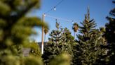 Where to buy Christmas trees in the Coachella Valley