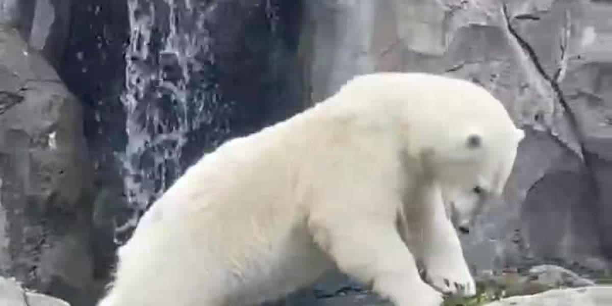 Diving polar bear at Alaska Zoo gains attention ahead of Paris Olympics