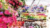 Hanging baskets and potted plants are popular choices for Mother’s Day gifts