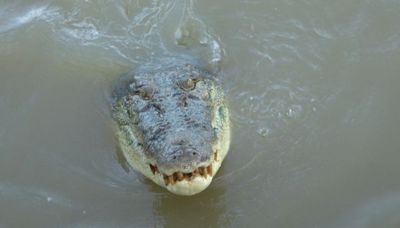 Crocodile shot dead after killing girl, 12, in Australia