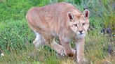 Mountain lion kills man and badly injures his brother