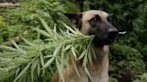 Cannabis medicinal para aliviar el dolor de las mascotas en Colombia