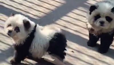 Zoo Infuriates Visitors After Shocking Discovery About ‘Panda’ Exhibit